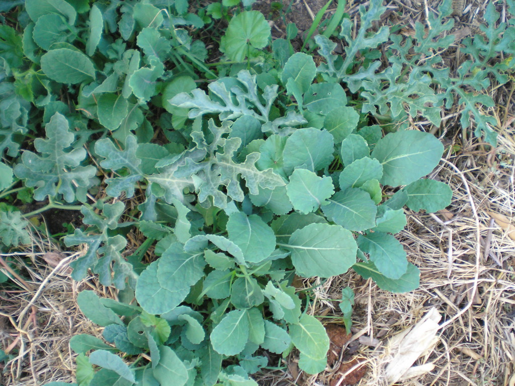 Watermelon sprawling and some unplanned brassicas densely sprouting.