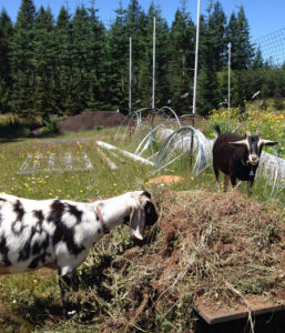 Violet and Earl, two of Spoke & Leaf’s rescue goats