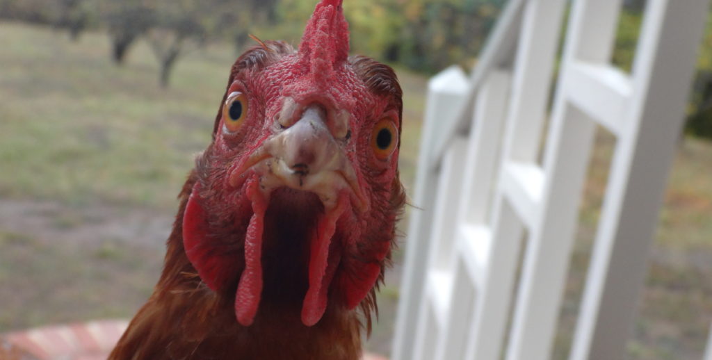 Chicken E1504311252253 1024x518