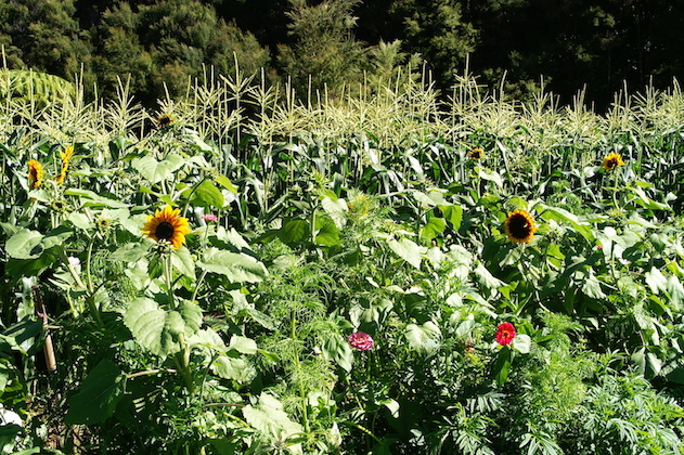 Focus Areas PICT8042 1