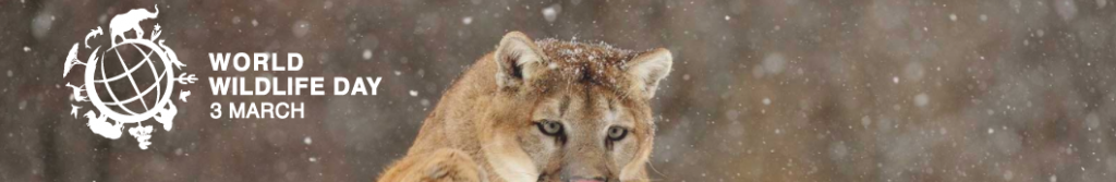 Screen Shot 2018 03 02 At 9.59.11 PM 1024x167