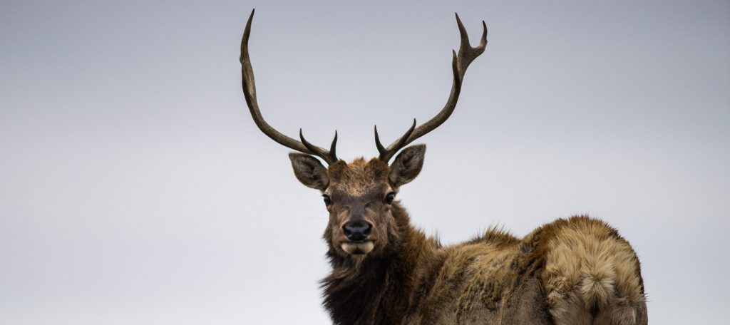 A Call to Counter the False Solution of Regenerative Grazing Tule Elk At Point Reyes E1590378441810 1024x456