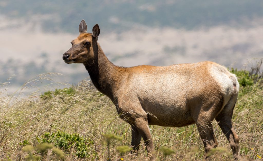 Fight Back Against the Rancher Land Grab in Marin County 34285830413 4ed8008241 K E1539287406225 1024x629